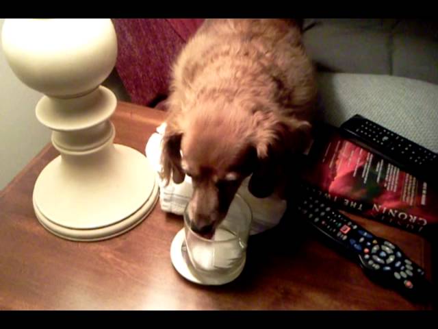 Caught in the Act: Molly Steals a Sip of Milk