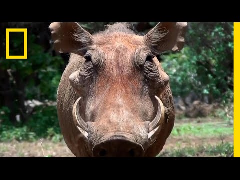イボイノシシについて詳しく解説