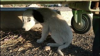 [問卦] YT 幼貓狗救援影片？