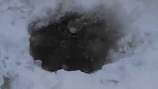 preview picture of video 'Pulling a Cusk through the ice (Laconia, NH - 2013)'
