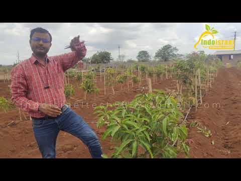 |अल्ट्रा हाई डेंसिटी आम के बाग का गूढ़ रहस्य, नहीं समझे तो पछताएंगे|| indoisraeltech5858@gmail.com