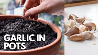 Growing Garlic In Pots In Spring: Direct Planting 🧄| Balconia Garden