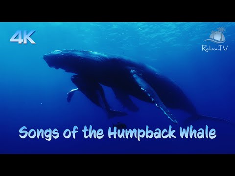 Songs of the Humpback Whale - AMAZING!!!  BEAUTIFUL 4K UNDERWATER FILM & HUMPBACK WHALE SOUNDS!
