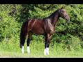 Hongre - KWPN - 7 ans - Dressage / Polyvalent - France