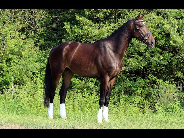 Hongre - KWPN - 7 ans - Dressage / Polyvalent - France