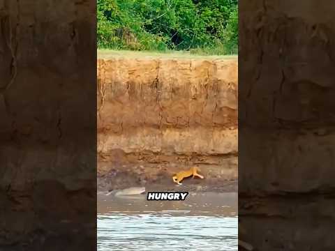 Lion vs Crocodile, Final Mistake at the Riverbank. #animals #wildlife #shorts