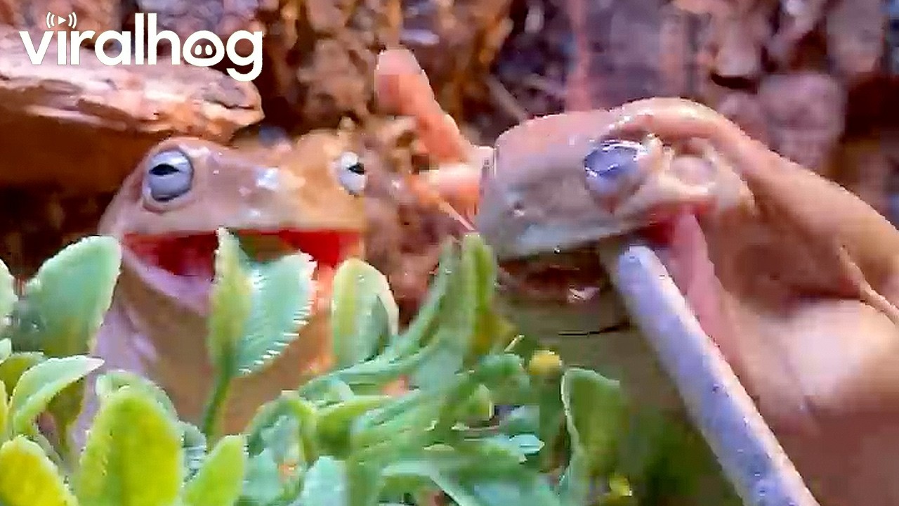 Feeding Eager White Tree Frogs || ViralHog