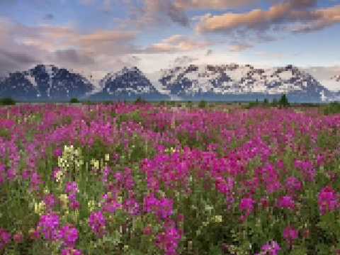 Annie Haslam - Still Life