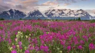 Annie Haslam - Still Life