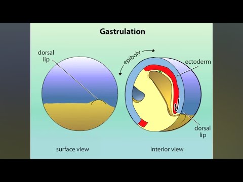 GASTRULATION OF AMPHIBIANS ANIMATED | NEET, B.Sc, M.Sc, NET, SET, RPSC AP & OTHER COMPETITIVE EXAMS