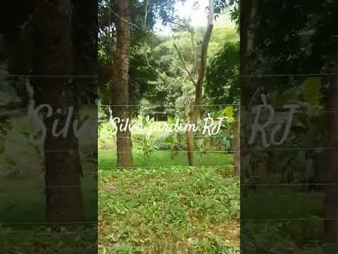 Silva jardim RJ @neufoxmoraes7216