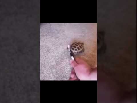 Turtle dancing 😳