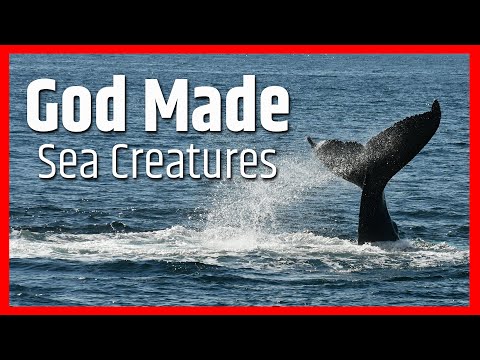 God Made Sea Creatures