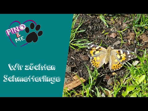 Schmetterlings-Experiment | Wir züchten Diestelfalter🤗