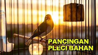 Download lagu PANCINGAN PLECI BUXTO GACOR DI PAGI HARI mp3 Download lagu PANCINGAN PLECI BUXTO GACOR DI PAGI HARI mp3