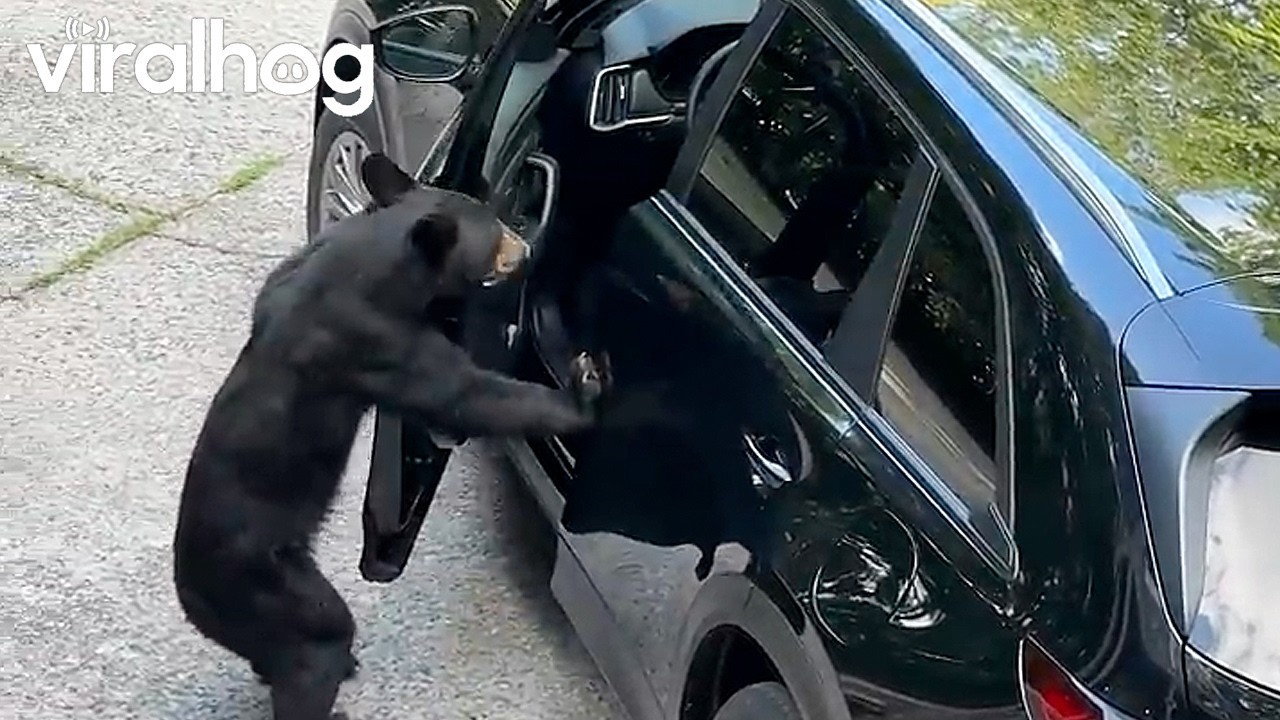 Curious Black Bear Opens Car Door || ViralHog