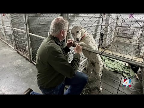 Florida urgent care helps animal shelter