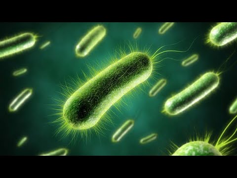 Enterobacterias  parte 2- E. coli Uropatogena