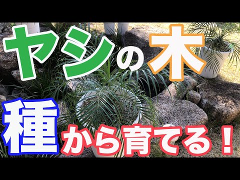 園芸 ヤシの木の種をまき、移植するにはどうすればよいですか?