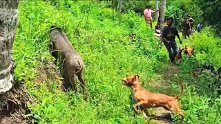Download lagu SUPER BABON ‼️PENGHUNI RIMBO TANGAH DI HADANG ANJING PEMBURU BABI HUTAN SANGAT BESAR mp3 Download lagu SUPER BABON ‼️PENGHUNI RIMBO TANGAH DI HADANG ANJING PEMBURU BABI HUTAN SANGAT BESAR mp3