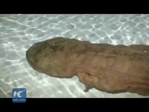 Monster salamander discovered in remote cave, SW China