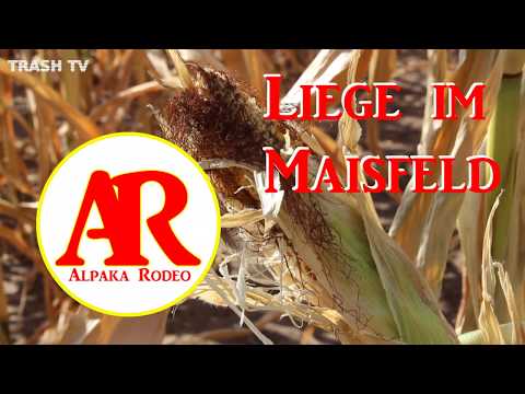 Alpaka Rodeo - Liege im Maisfeld