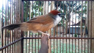 Download lagu pancingan kaso kaso bahan & macet bunyi mp3