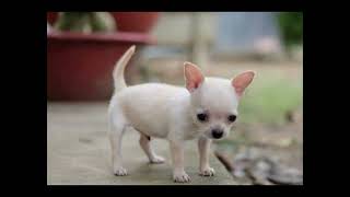 tea cups!!#puppys#cute#tiny