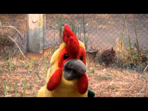 Video thumbnail for Ha’atalef Vehatarnegol - העטלף והתרנגול