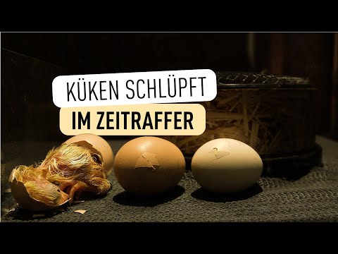 Vom Ei zum Huhn bei den Sulmtaler Hendln I Tiergarten Schönbrunn