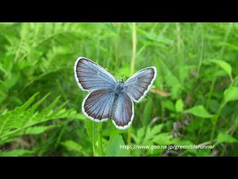 アサマシジミの仲間　イシダシジミ、アサマシジミ、ミヤマシジミ、ヒメシジミの見分け方