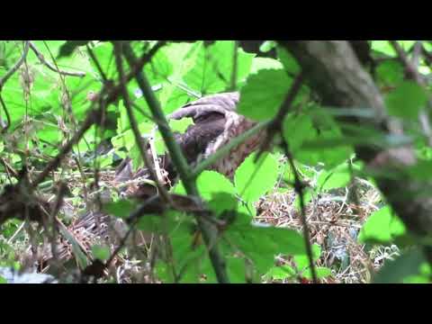 Young Sparrow Hawk calling