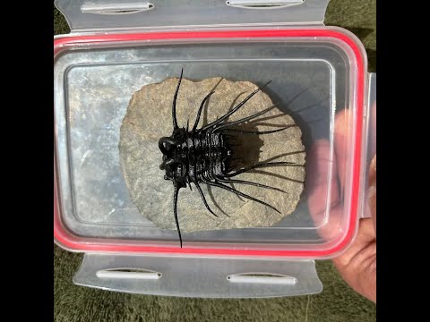 Dicranurus Monstrosus: The Fierce Trilobite That Ruled the Devonian Seas 🦖🌊