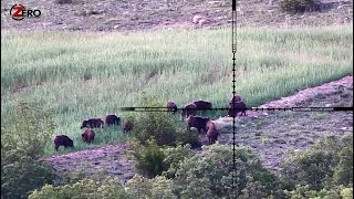 Download lagu Keseruan Pemburu Profesional Berburu Babi Hutan mp3 Download lagu Keseruan Pemburu Profesional Berburu Babi Hutan mp3