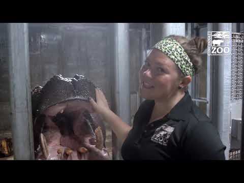 Hippo Fiona and Her Moms Favorite Foods Part 1 - Cincinnati Zoo