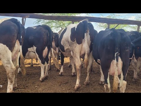 20 VACAS COM ALTA LACTAÇÃO A VENDA ITAIBA PE 04/12/2025  (887 98119-2343 