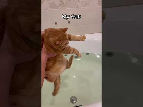 Other Cats vs. My Cat #pets #cat #kitten #cute #funny #catlover #animals