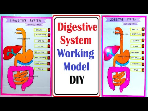 brain working model 3d science project for exhibition in simple and easy diy parts craftpiller