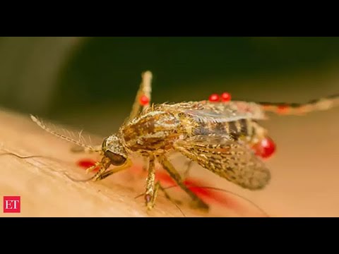 Zika Virus: Kerala reports first case amid COVID surge, 13 more suspected to be positive