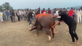 Bull fight