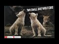TWO SMALL GREY WOLVES CUBS