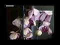 Вянут цветы орхидей. Каковы причины? 