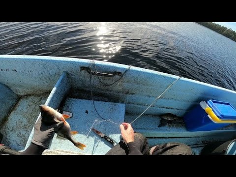 Verkkokalastusta Kitkajärvellä. Osa 20 - ahvenpaikkoja ja ahvensaaliita.