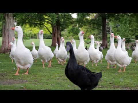 50 sw main street - Douglas Farm - Drone video