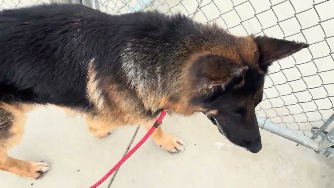 Reno, an adopted German Shepherd Dog in Wasco, CA video 6/6