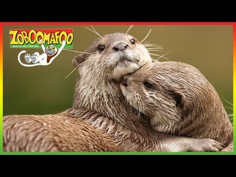 🐵🐒 Zoboomafoo 138 | The Four F's | Animal shows for kids | Full Episode | HD 🐵🐒