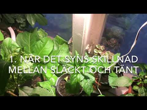 , title : 'Växtbelysning När Hur Hur länge 3 knep'