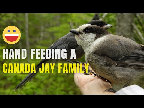 Baby Gray Jay Shenanigans | Hand Feeding Birds
