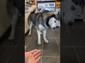 Dogs With Unique Minds Huskies Dog Doglover Funny Funnyvideo Fyp Usa