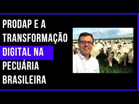 4.0 No Campo: Prodap e a transformação digital na pecuária de corte